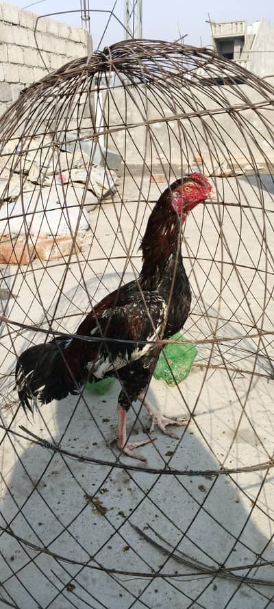 Bànghàm homé breed