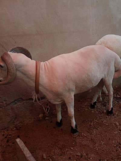 dumba hai chacki wala