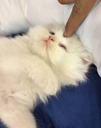 Persian Kitten for Sale with her accessories