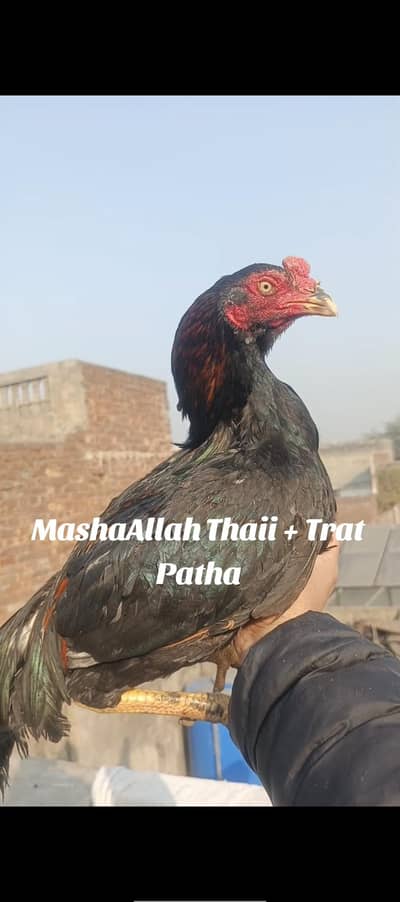 Aseel Thaii + trat  Patha