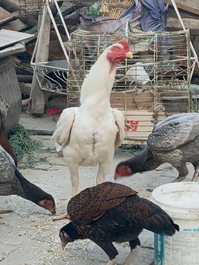 aseel patha for sale whatsapp no 03001670783