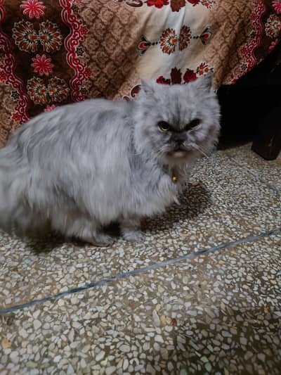 female cat for sale healthy cat playing cat