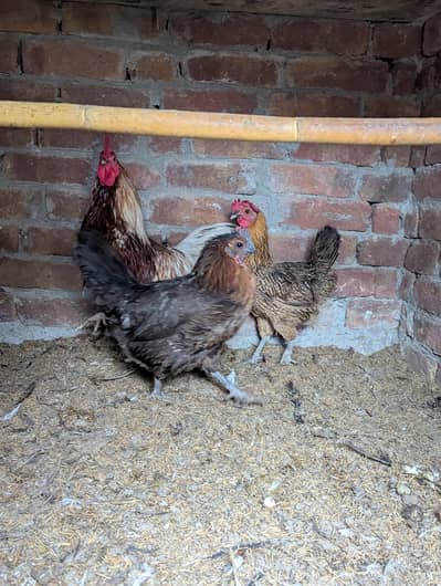 healty active golden mishri murgiaa 1 murgaa 2 murgia anda da  rahi ha