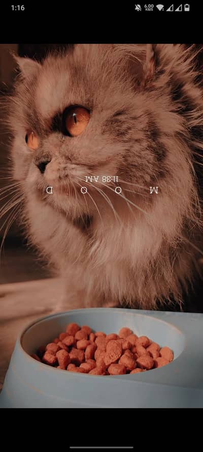 Persian male female for sale