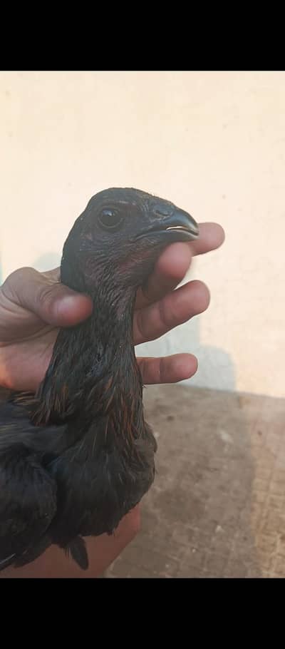 Dragon Pair For Sale Top Quality Black Color Black Skin Churus Nalia