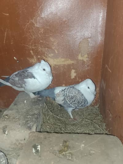 ایک جوڑہ کبوتر،03139955141