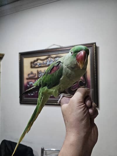 super tame wild life registered alexandine female