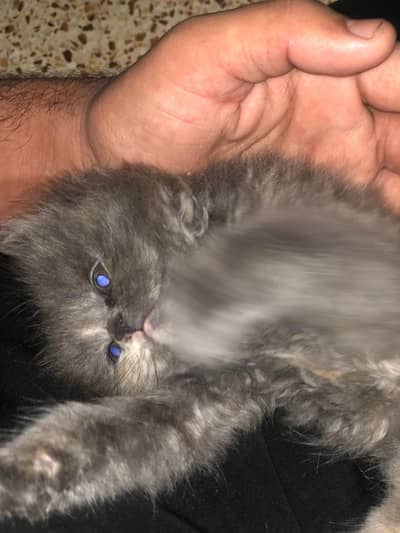 beautiful gray persian cat