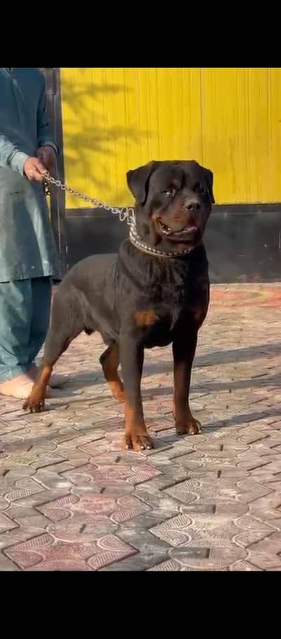 rottweiler pair male 1.5 years female 1 year on heat