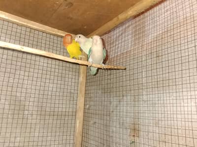 Love birds for sale