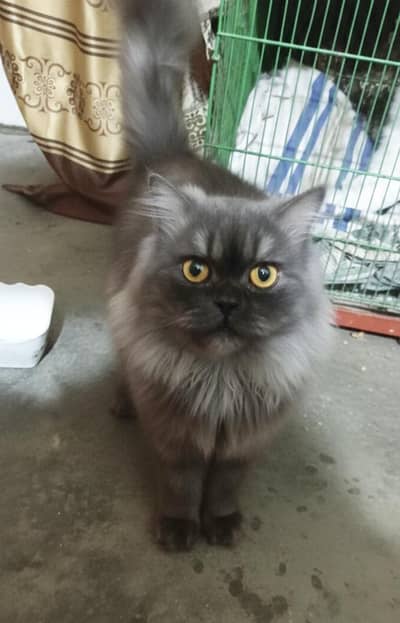 High Quality Grey Persian (Semi-Punch) - Litter Trained