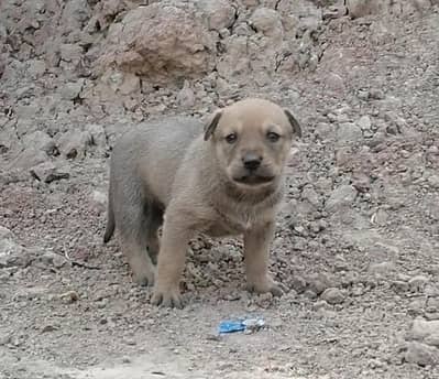 pure bagiyari male puppy