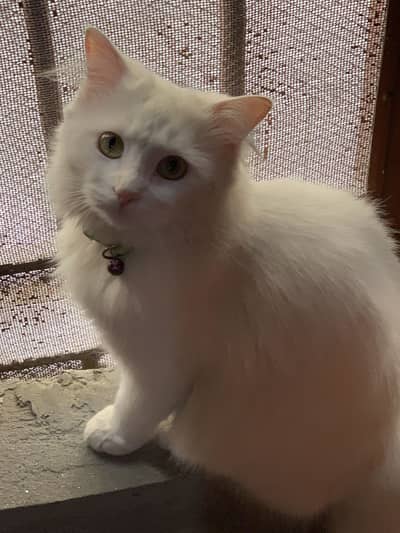 Persian female cat