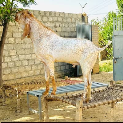 Jis Bhai k Janwer Kamzoor ha Height nhi kr rha apna weight nhi brha rh