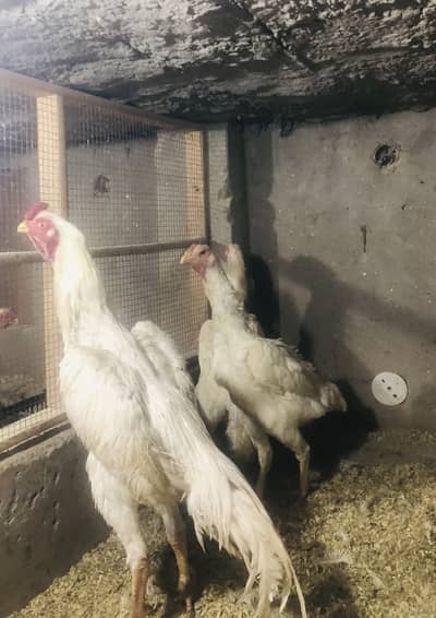 Shamo | white shamo | aseel shamo | german shamo | white shamo breader