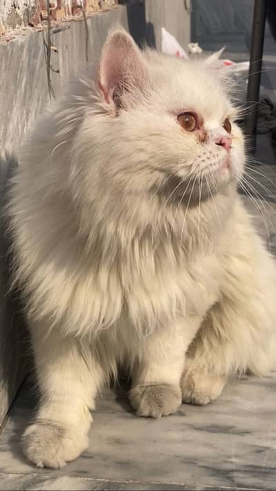 Persian male cat triple coat