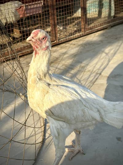 Heeri madi top class