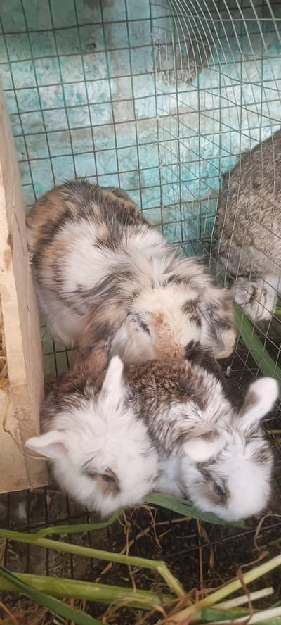 HOLEND LOOP BREEDER FEMALE AVAILABLE