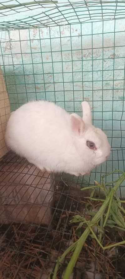 HOLEND LOOP BREEDER FEMALE AVAILABLE