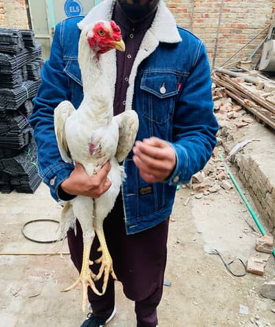 shamo pure paper white patha for sale ha