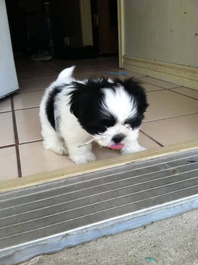 Shihtzu puppies 03075273683