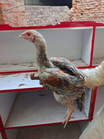 madi para aseel Patha for sale