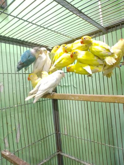 BREEDER PAIRS CREMINO X DECINO