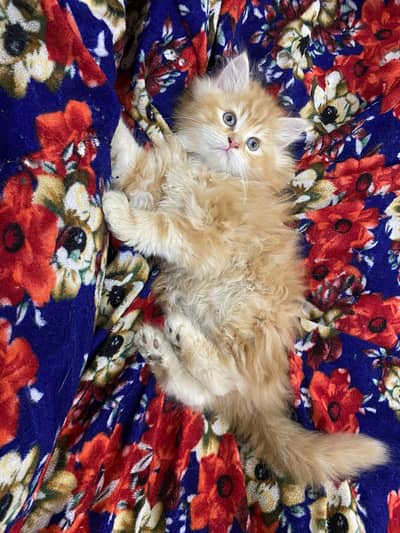 45 days kitten for sale