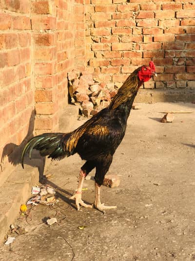 Aseel thai/thai cross /Aseel