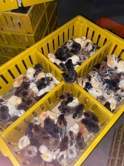 A-Quality Golden Misri Chicks (1 Day Old) - Sehatmand aur Active