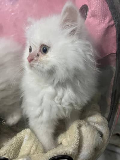 pesion cats tripple coate