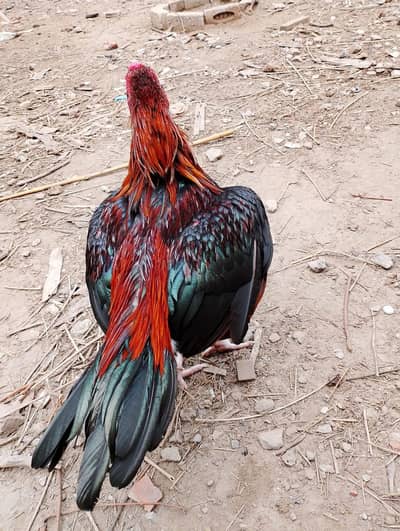 Mianwali aseel breeders