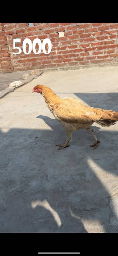 Mianwali aseel breeders