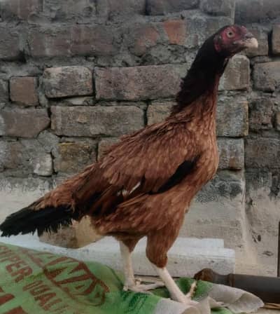 Aseel murgi for sale