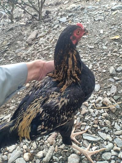 1 year old murgha for sell