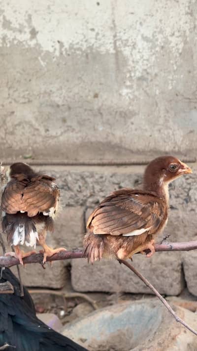 Parrot beak aseel cross