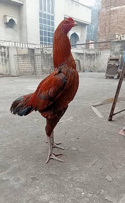 aseel patha aseel murgha 0319-6643103