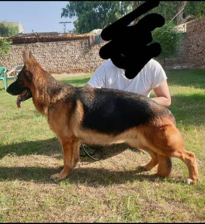 GSDCP PEDIGREED 5 YEARS OLG GERMAN SHEPHERD FEMALE, contact on whts ap