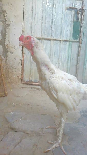 pepper white qandary fertile egg available