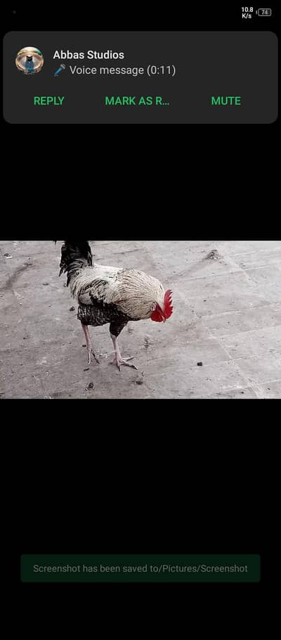 Pure desi hai ghr k pala howa murga hai