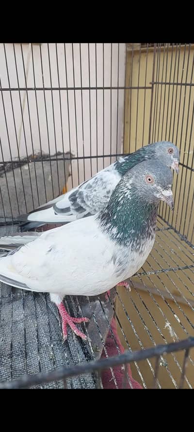 Old blood line pigeons