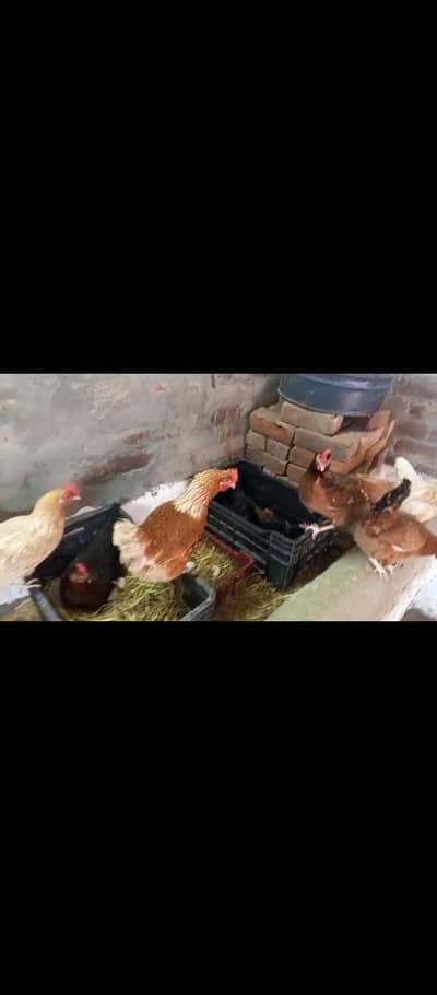 golden Desi misri hen egg ling