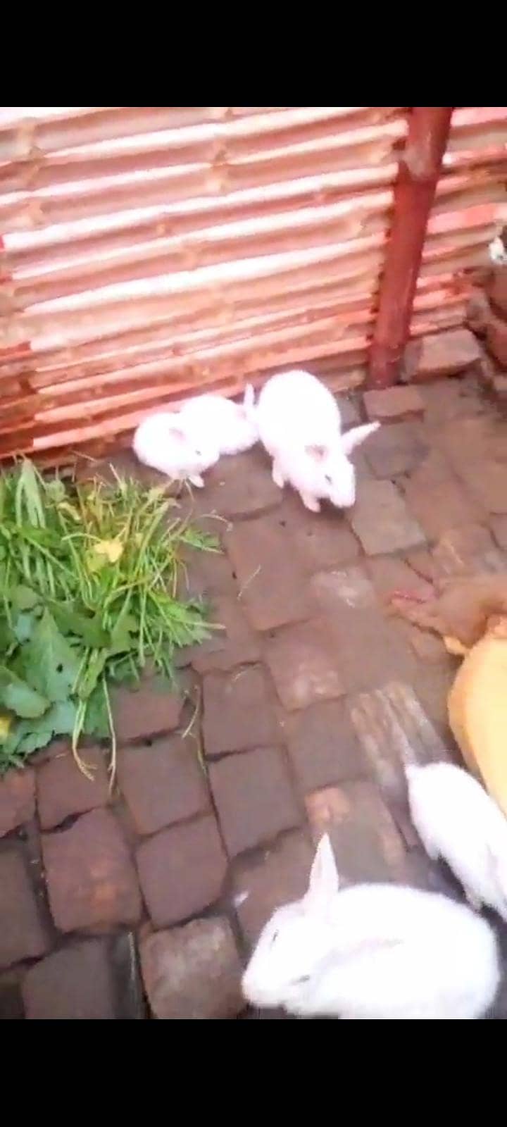 گھر کی بریڈ اصلی خوراک پر پلے ہوئے خرگوش فور سیل 0