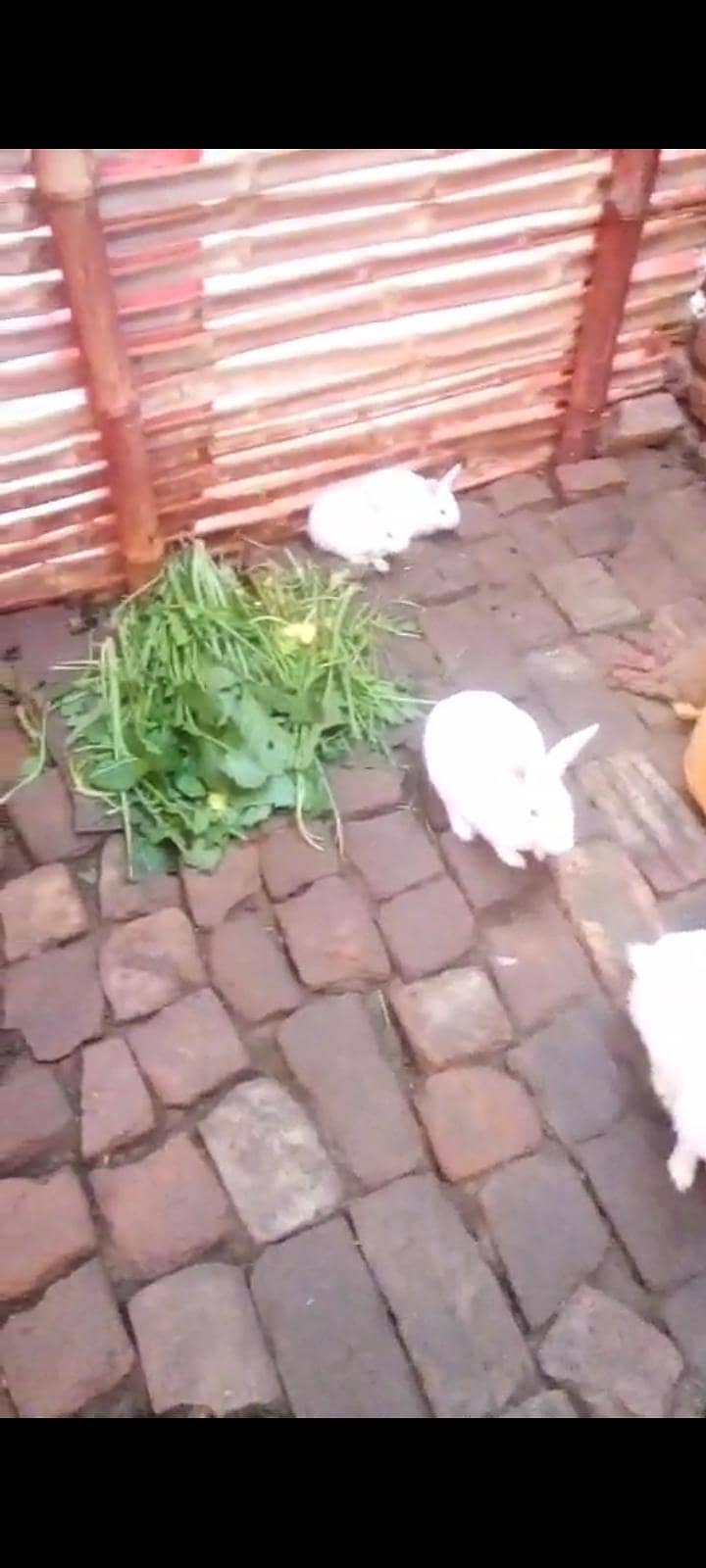 گھر کی بریڈ اصلی خوراک پر پلے ہوئے خرگوش فور سیل 1