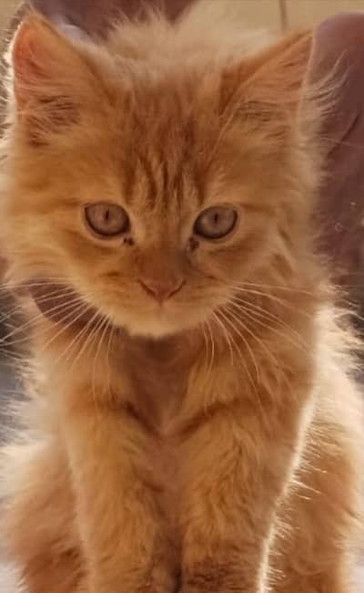 More than triple coated Persian cat