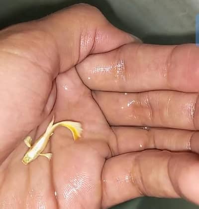 albino Red Eyes Guppy