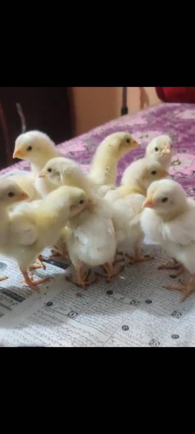 pure white . o shamo. . coco . shamo availble .