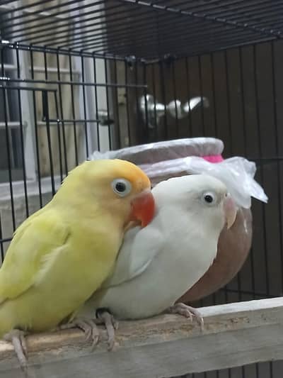 love birds