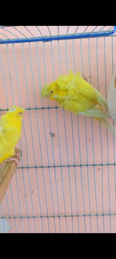 hogoromo double flower