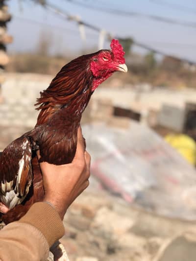 Mianwali aseel murga _ healthy and active male (red color)